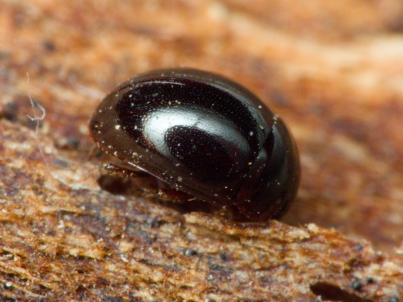 Anisotoma orbicularis (Herbst, 1791)